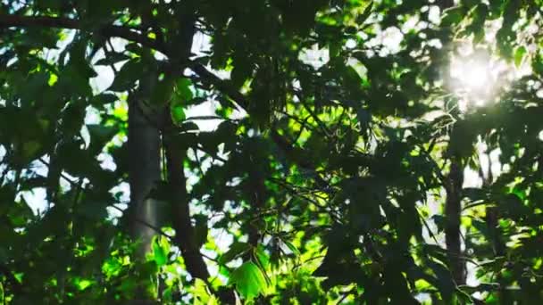 Egy napsugár a fák lombozatán keresztül, egy gyönyörű fénysugár, kameramozgás, egy almafa ágai a nyári kertben. lassított felvétel — Stock videók