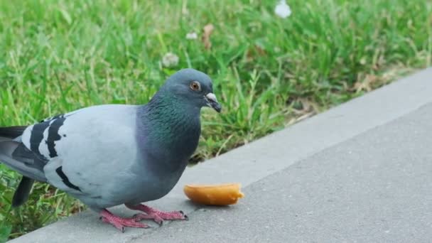 느린 동작의 비둘기는 흰 빵 조각을 먹습니다. 일반 계획 — 비디오