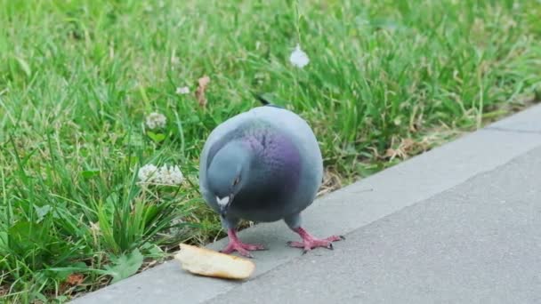 O pombo em câmara lenta come um pedaço de pão branco. plano geral — Vídeo de Stock