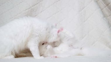 Beyaz arka planda iki beyaz kedi birbiriyle oynar. Genel plan. renk
