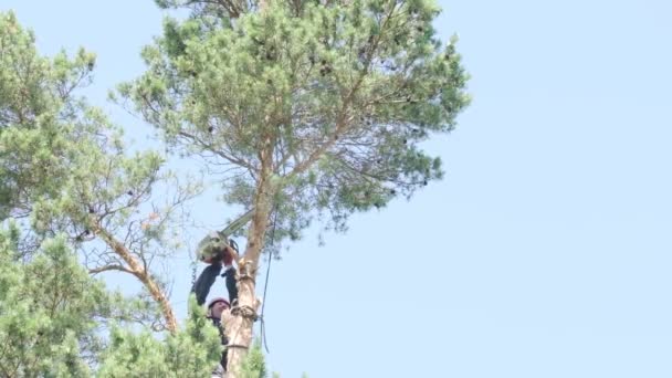 Russia 2020 Lumberjack Clipping Jeweler Cuts Top Tree Apartment Building — Stock Video