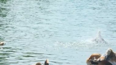 Yazın şehir parkında vahşi ördekler. Güzel doğa. Vahşi hayvanlar dünyası. renk