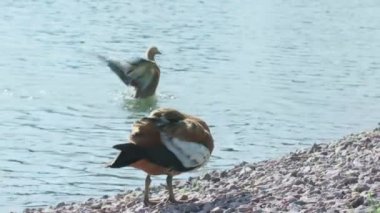 Yazın şehir parkında vahşi ördekler. Güzel doğa. Vahşi hayvanlar dünyası. renk
