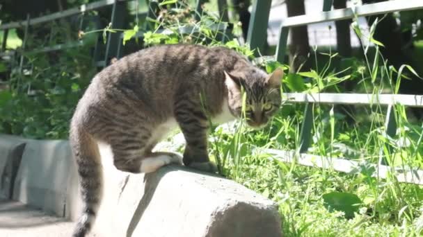 Sem Abrigo Estão Descer Rua Stray Gato Aleijado Fundo Quintal — Vídeo de Stock