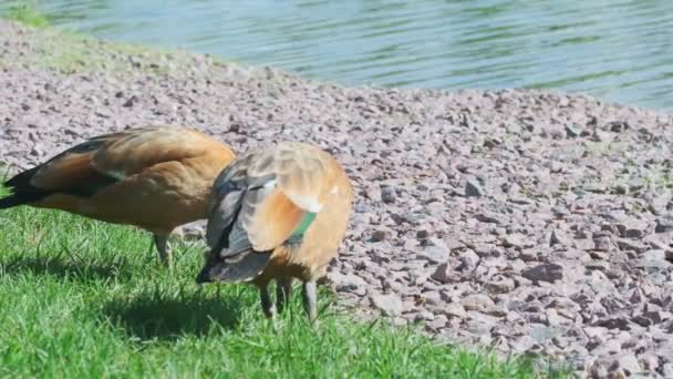 Patos Salvajes Parque Ciudad Verano Hermosa Naturaleza Wild Animal World — Vídeo de stock