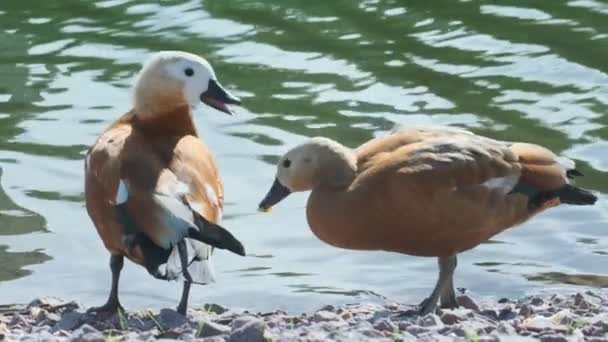 Patos Salvajes Parque Ciudad Verano Hermosa Naturaleza Wild Animal World — Vídeo de stock