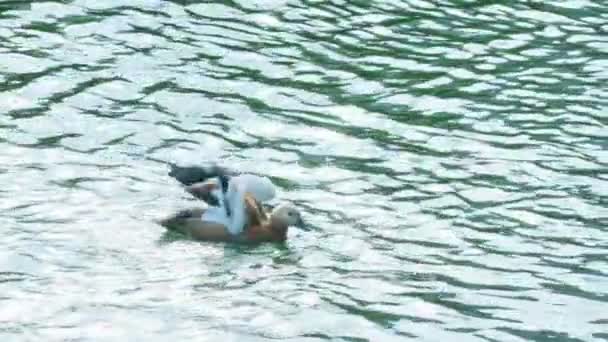 Patos Salvajes Parque Ciudad Verano Hermosa Naturaleza Wild Animal World — Vídeo de stock