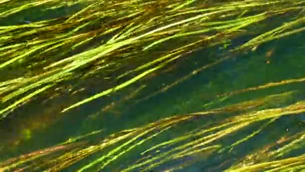 Alghe Sott Acqua Vista Dall Alto Colore — Video Stock