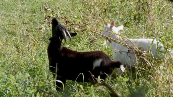 Capre Pascolano Prato Verde Colore Della Natura Piano Generale — Video Stock