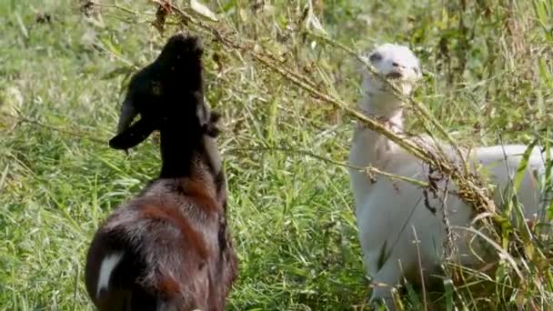 Cabras Pastam Prado Verde Cor Natureza Plano Geral — Vídeo de Stock