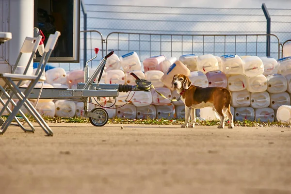 Shepherd Dog Lakókocsihoz Kötözve Általános Terv Szín — Stock Fotó