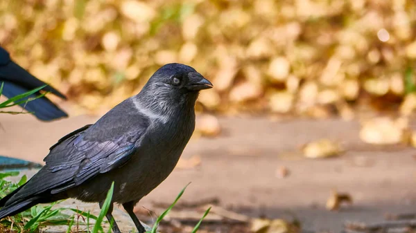 Westelijke Kauw Coloeus Monedula Ook Bekend Als Euraziatische Kauw Kleur — Stockfoto