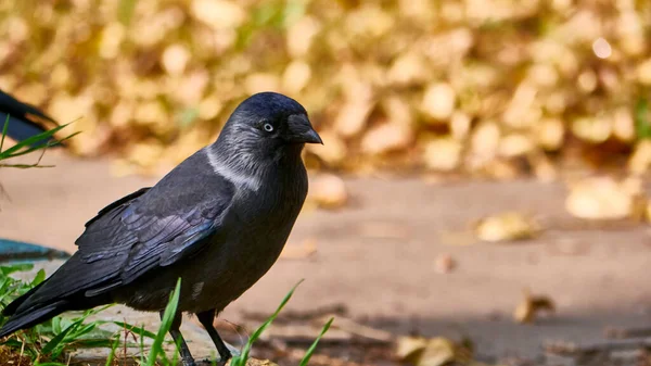 Westelijke Kauw Coloeus Monedula Ook Bekend Als Euraziatische Kauw Kleur — Stockfoto