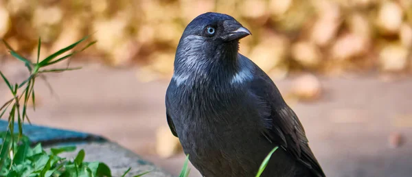 Δυτικό Jackdaw Coloeus Monedula Επίσης Γνωστό Ευρασιατικό Jackdaw Χρώμα — Φωτογραφία Αρχείου