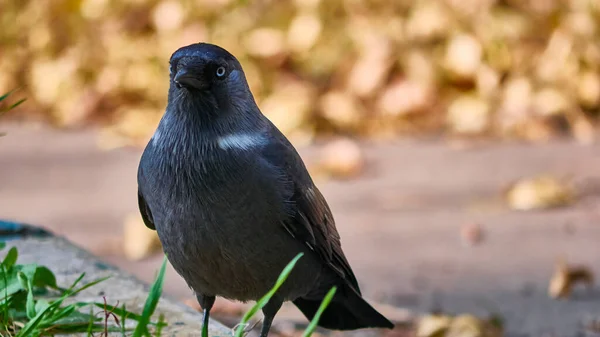 Jaqueta Ocidental Coloeus Monedula Também Conhecida Como Jaqueta Eurasiática Cor — Fotografia de Stock