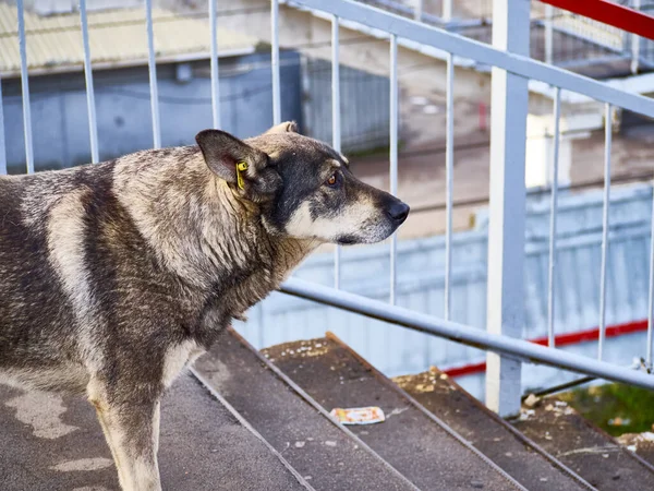 Cane Senzatetto Strada Colore — Foto Stock