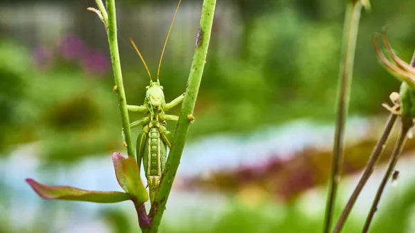 Sauterelle Verte Dans Jardin Macro — Photo