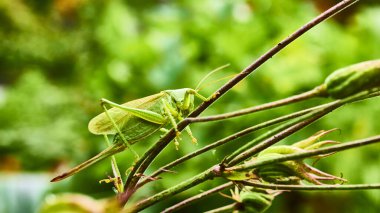 Bahçedeki yeşil çekirge. makro.