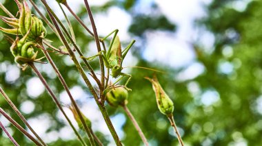 Bahçedeki yeşil çekirge. makro.