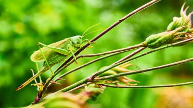 Bahçedeki yeşil çekirge. makro.