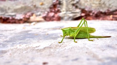 Betonda yeşil çekirge. genel plan