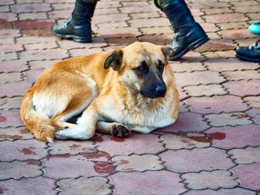 Sokaktaki evsiz köpek. renk