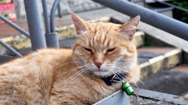 Kapsüllü kırmızı kedi. renk