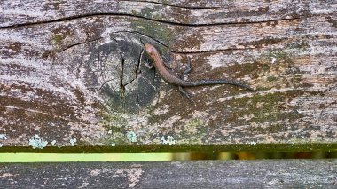 Eski bir tahtadaki kertenkele. genel plan