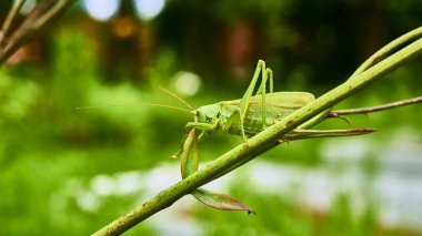 Bahçedeki yeşil çekirge. makro.