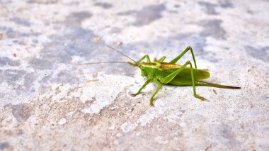 Betonda yeşil çekirge. genel plan