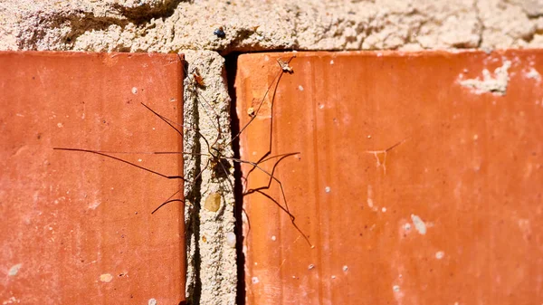 Павук Сидить Цегляній Стіні Колір — стокове фото