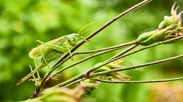 Grüne Heuschrecke Garten Makro — Stockfoto