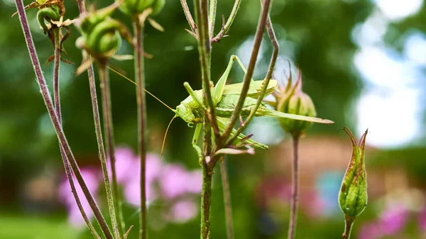 Sauterelle Verte Dans Jardin Macro — Photo
