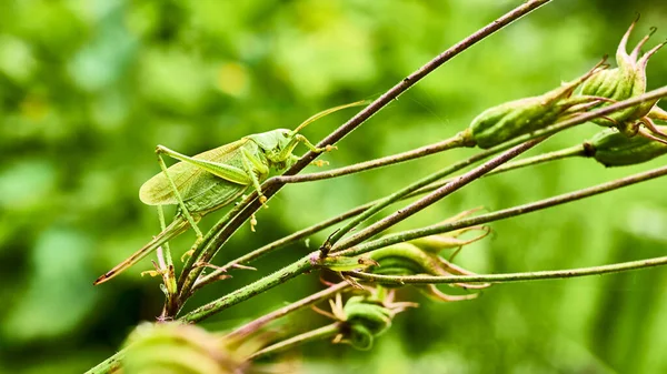 Sauterelle Verte Dans Jardin Macro — Photo