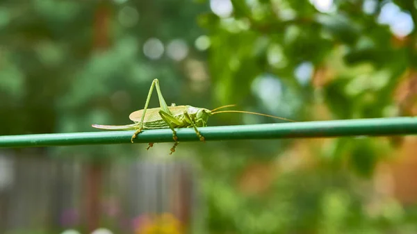 Green Grasshopper Garden Macro — Stock Photo, Image
