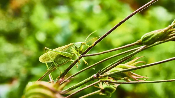 Sauterelle Verte Dans Jardin Macro — Photo