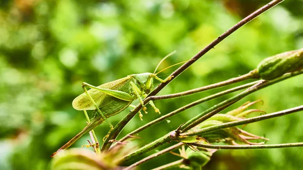 Sauterelle Verte Dans Jardin Macro — Photo