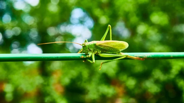 Зеленый Кузнечик Саду Macro — стоковое фото