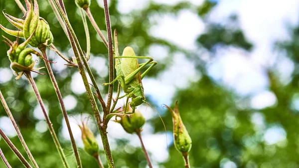 Grüne Heuschrecke Garten Makro — Stockfoto