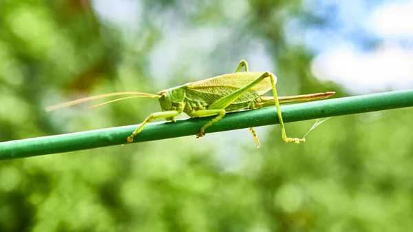 Grüne Heuschrecke Garten Makro — Stockfoto