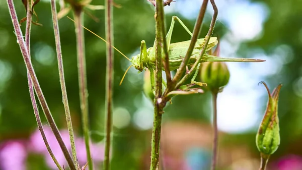 Zelený Kobylka Zahradě Makro — Stock fotografie