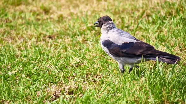 Šedá Vrána Chodí Zeleném Trávníku Obecný Plán — Stock fotografie