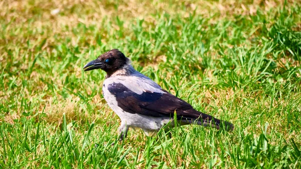 Corbeau Gris Marche Sur Pelouse Verte Plan Général — Photo