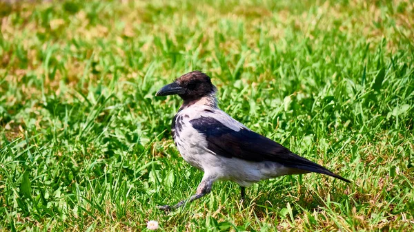 灰乌鸦在绿色的草坪上散步 总计划 — 图库照片