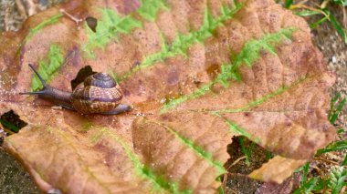 Salyangoz yaprağın üzerinde sürünür.