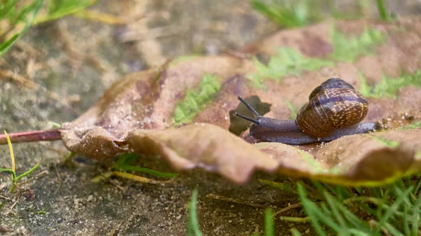 Caracol Rasteja Uma Folha Plano Geral — Fotografia de Stock