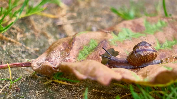 Snail Crawls Leaf General Plan — Stock Photo, Image