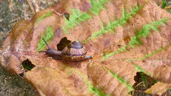 Chiocciola Striscia Una Foglia Piano Generale — Foto Stock