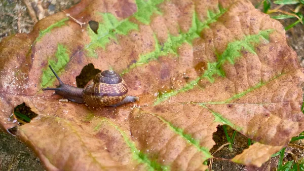snail crawls on a leaf., general plan