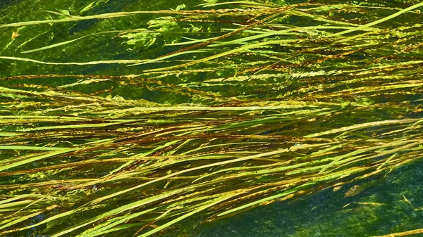 Algues Vertes Dans Rivière Longues Tiges Eau Claire Contexte Naturel — Photo